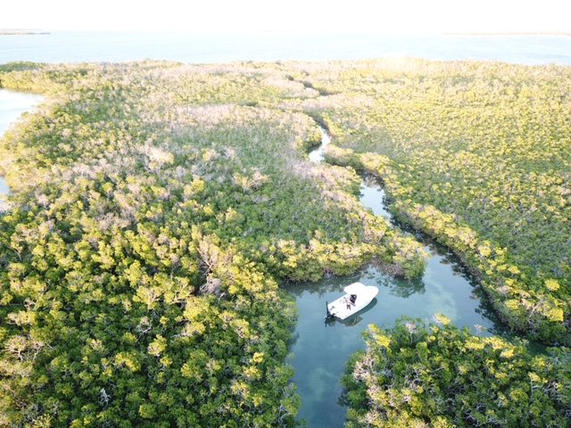 Aerial view of boat in the mangroves