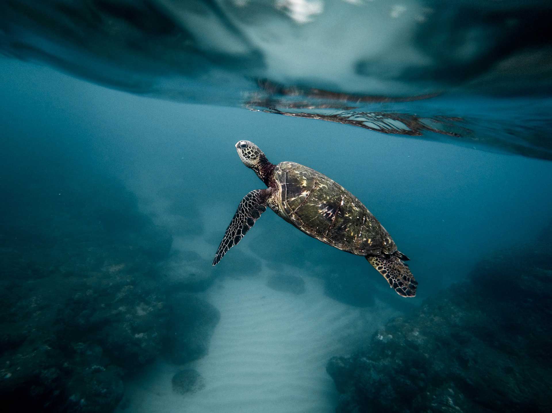 Sea turtle